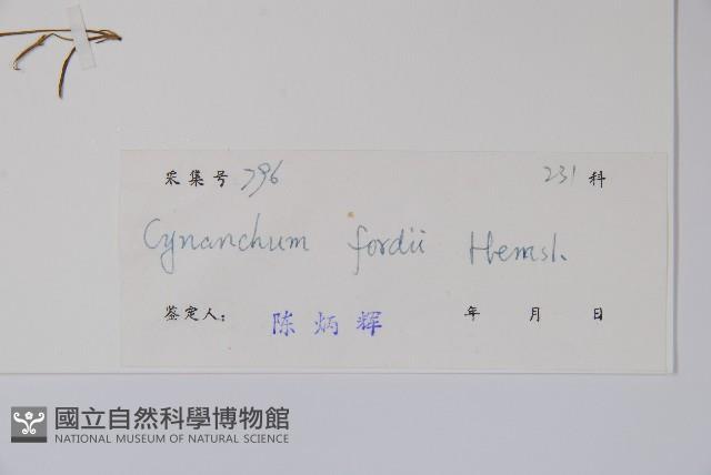 山白前藏品圖，第2張