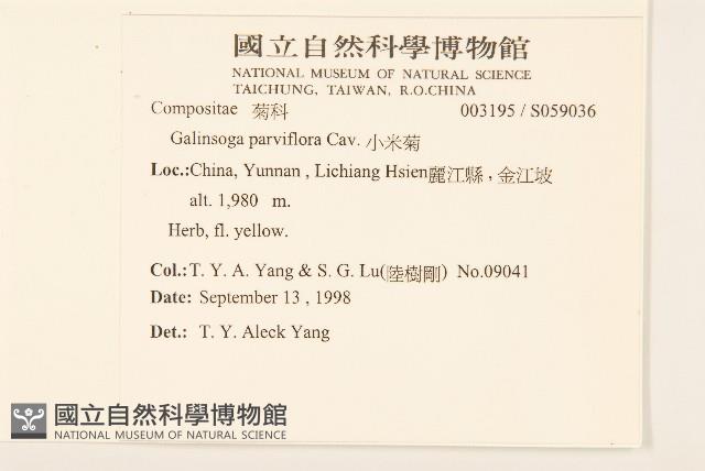 小米菊藏品圖，第2張