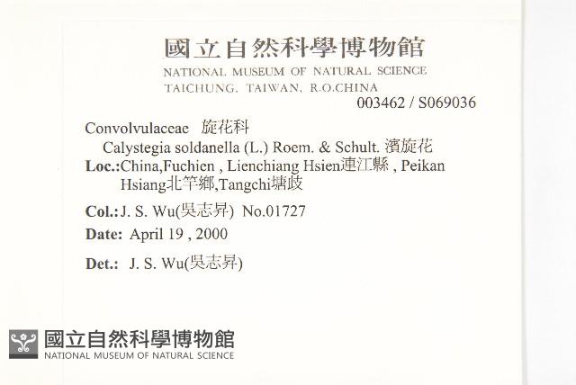 濱旋花藏品圖，第2張