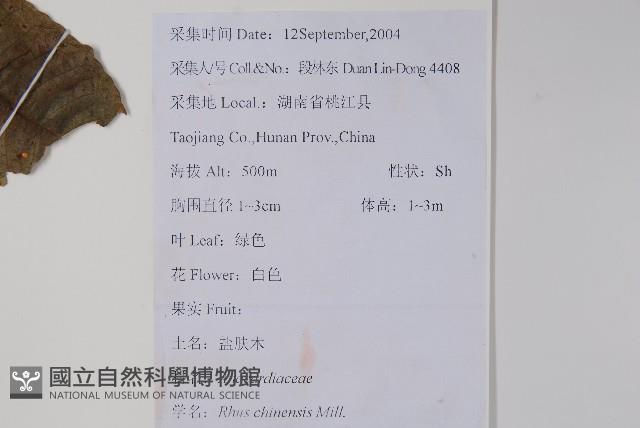 鹽膚木藏品圖，第2張