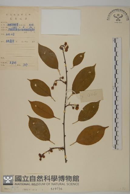 大葉南蛇藤藏品圖，第1張