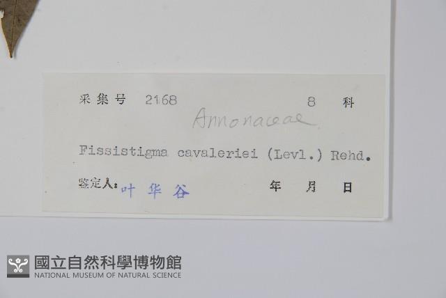 獨山瓜馥木藏品圖，第2張