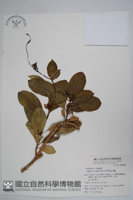 爬森藤藏品圖，第1張