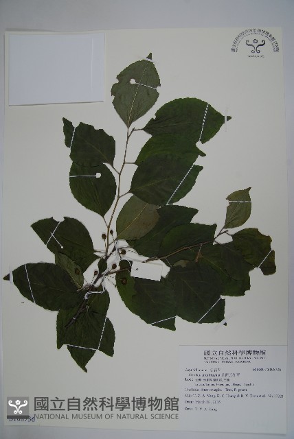 草野氏冬青藏品圖，第1張
