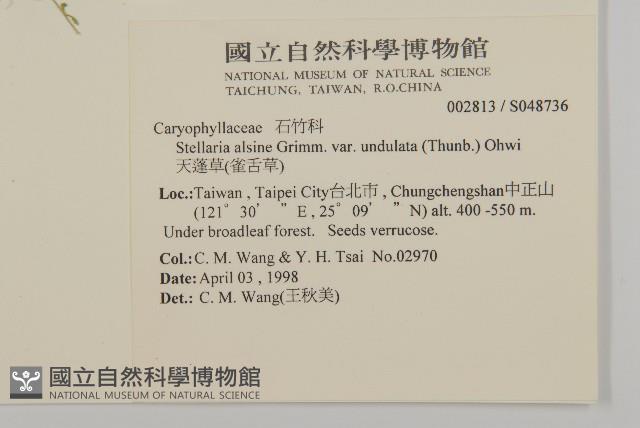 天蓬草、雀舌草藏品圖，第2張