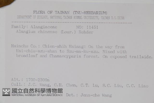 華八角楓藏品圖，第2張