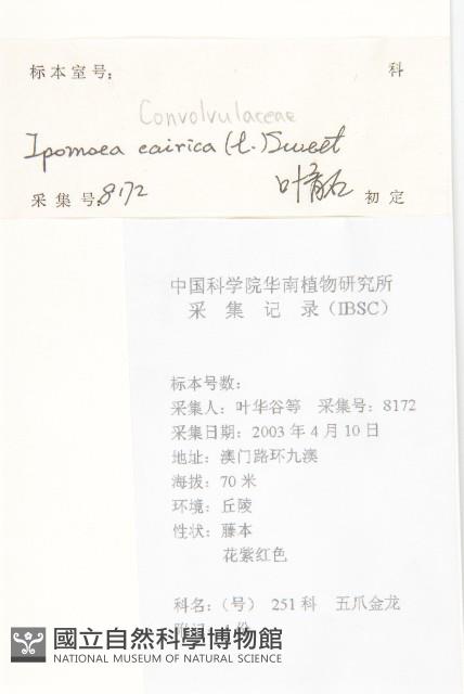 番仔藤藏品圖，第2張