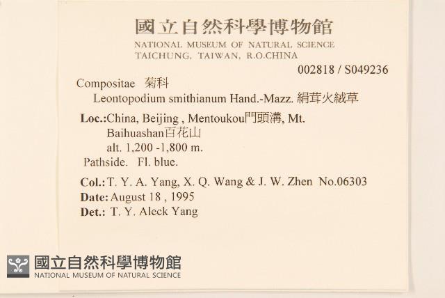 絹茸火絨草藏品圖，第2張