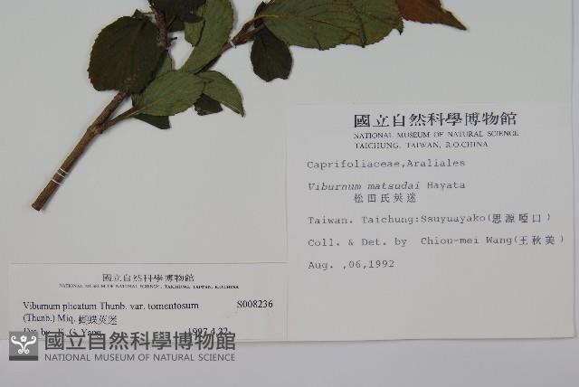 蝴蝶莢迷藏品圖，第2張