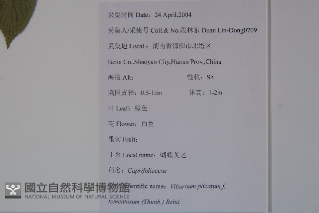 蝴蠂莢迷藏品圖，第2張