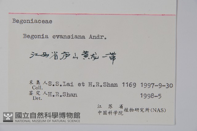 秋海棠藏品圖，第2張