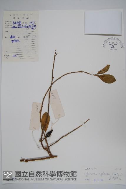 武靴藤藏品圖，第1張