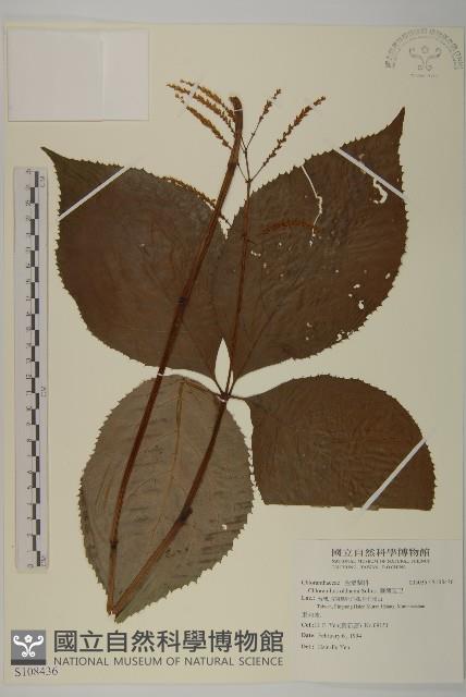 臺灣及己藏品圖，第1張