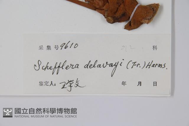 穗序鵝掌柴藏品圖，第2張