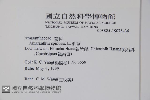 刺莧藏品圖，第2張