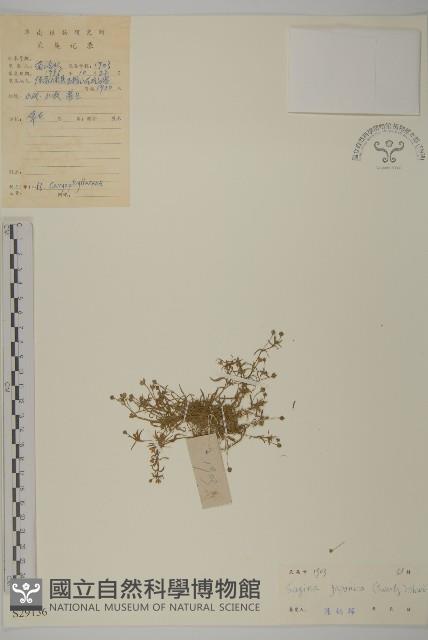 瓜槌草、漆姑草藏品圖，第1張