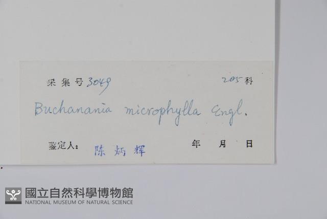 小菜山檨子藏品圖，第2張