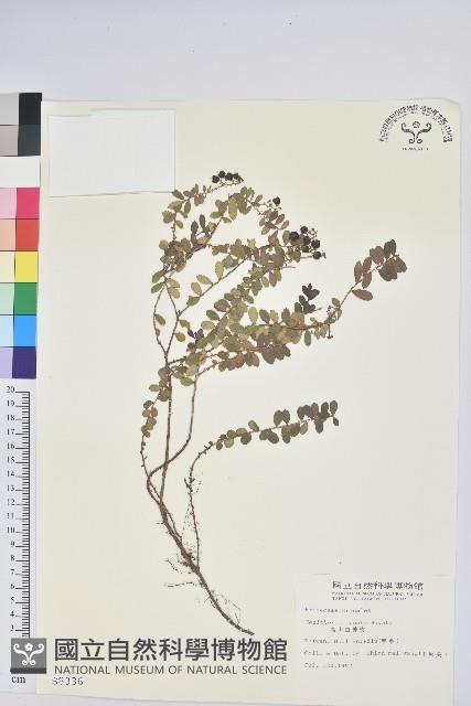 高山白珠樹藏品圖，第1張