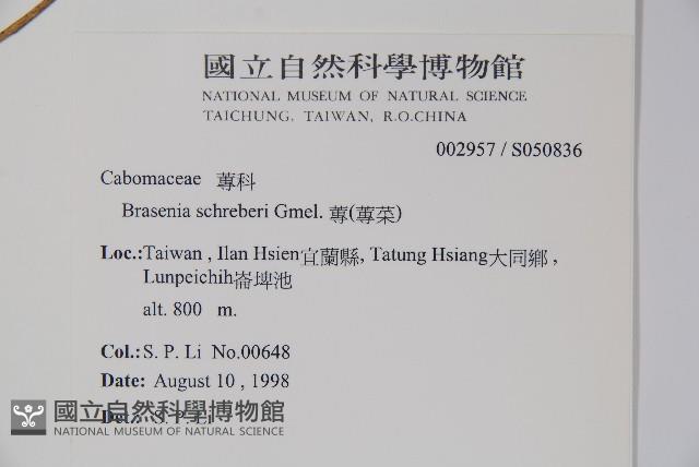 蓴、蓴菜藏品圖，第2張