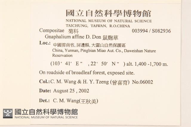 鼠麴草藏品圖，第2張