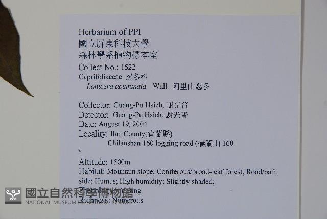 阿里山忍冬、漸尖葉忍冬藏品圖，第2張