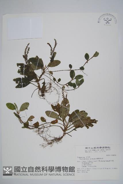 臺灣附地草藏品圖，第1張