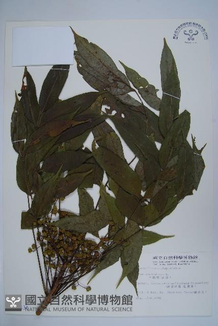 木蠟樹、山漆藏品圖，第1張