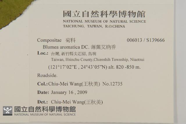 薄葉艾納香藏品圖，第2張