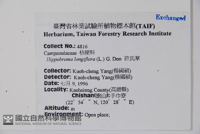 馬醉草、許氏草藏品圖，第2張