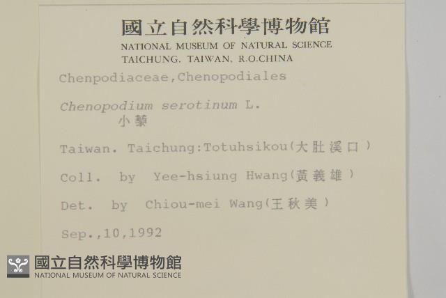 小葉藜藏品圖，第2張