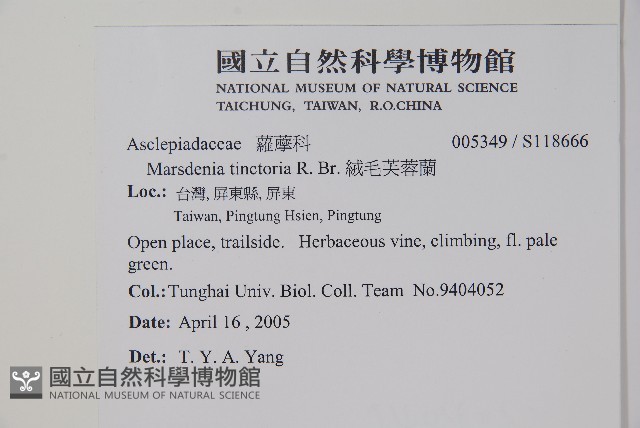 絨毛芙蓉蘭藏品圖，第2張