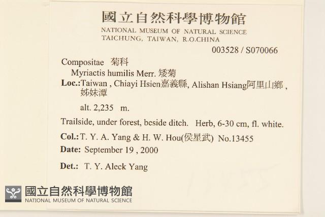 矮菊藏品圖，第2張