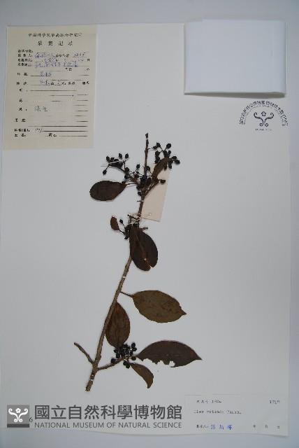 鐵冬青藏品圖，第1張