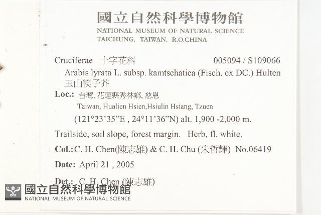 玉山筷子芥藏品圖，第2張