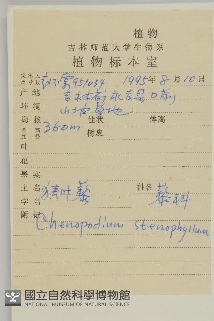 狹葉藜藏品圖，第2張