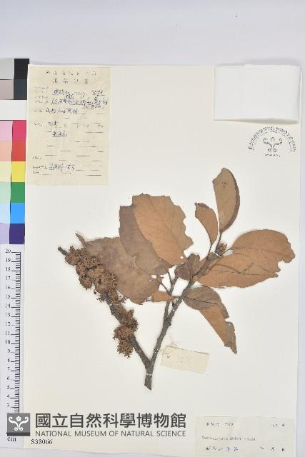 星刺栲、羅浮錐藏品圖，第1張