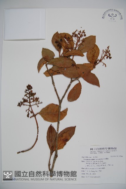 珊瑚樹藏品圖，第1張