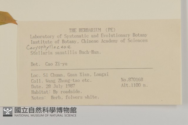 疏花繁縷藏品圖，第2張