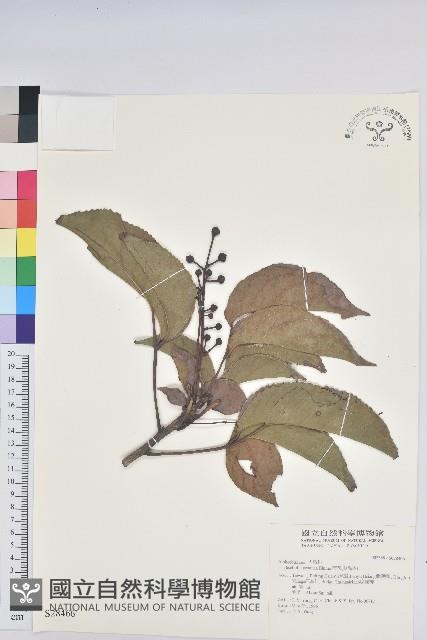 茄苳、重陽木藏品圖，第1張