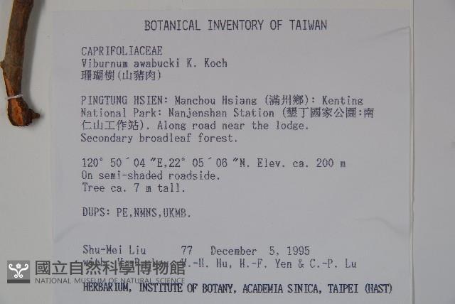 珊瑚樹藏品圖，第2張