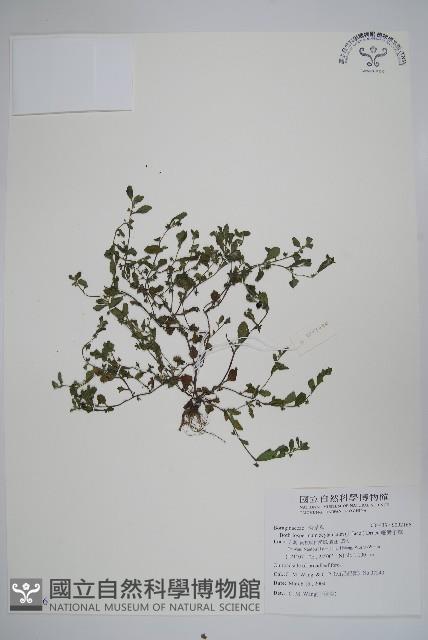 細纍子草藏品圖，第1張