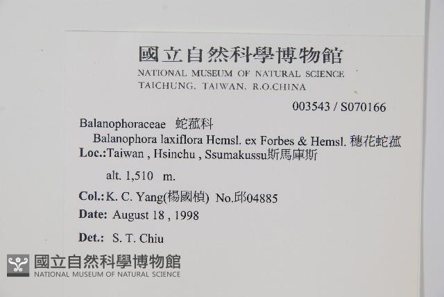 穗花蛇菰藏品圖，第2張