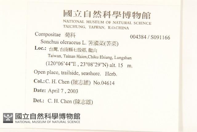 苦滇菜、苦菜藏品圖，第2張