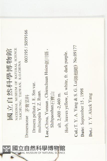 茅膏菜藏品圖，第2張