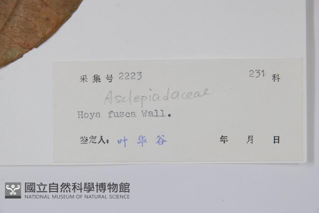 黃花球蘭藏品圖，第2張