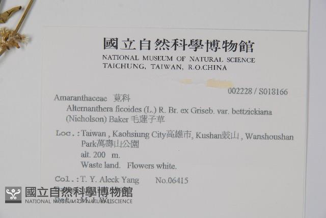 錦繡莧藏品圖，第2張