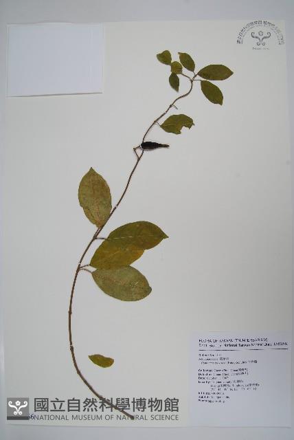 武靴藤藏品圖，第1張