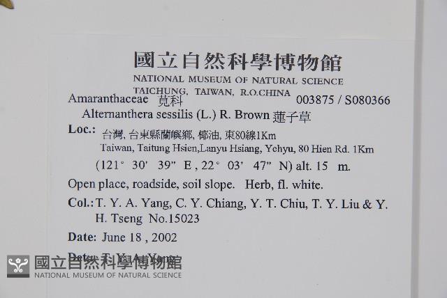 蓮子草藏品圖，第5張