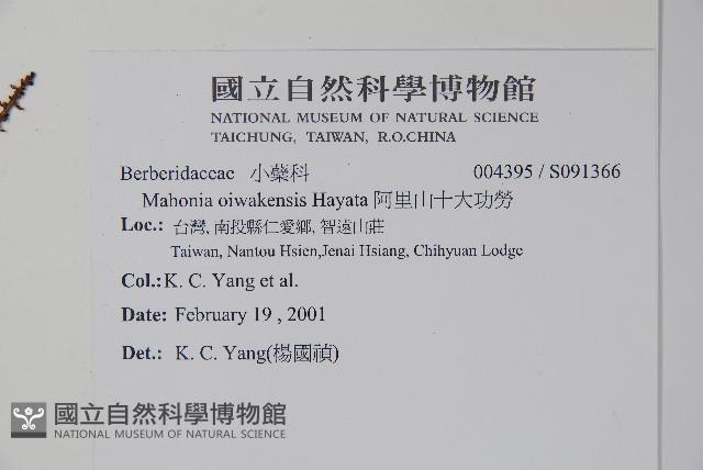 阿里山十大功勞藏品圖，第2張