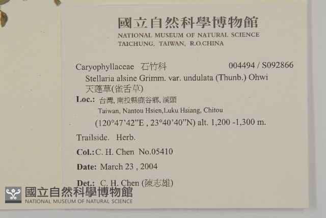 天蓬草、雀舌草藏品圖，第2張